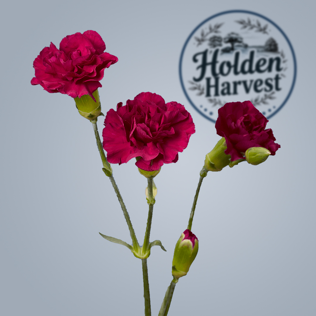 Holden Harvest carnations